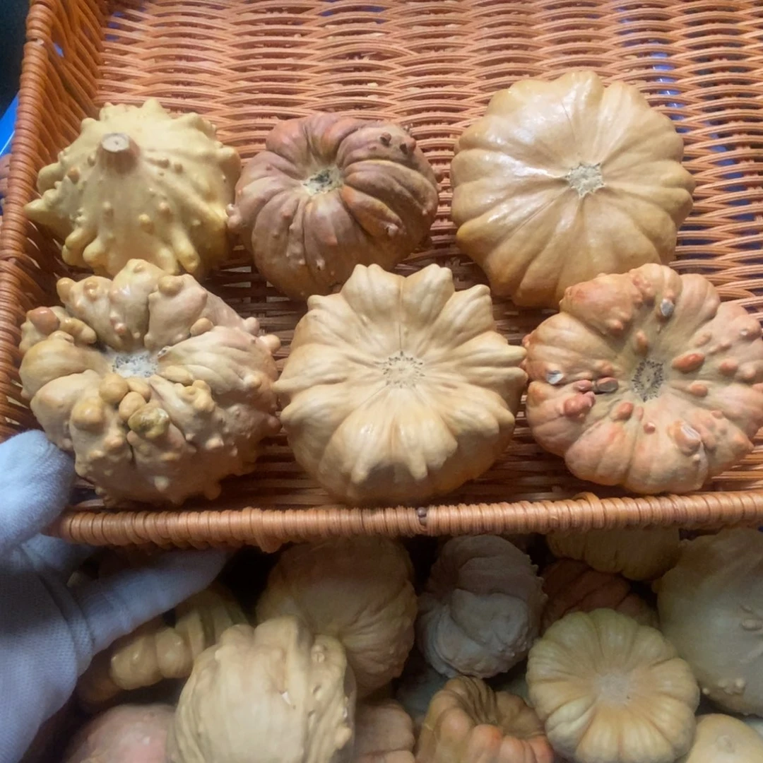 兰***）墨西哥葫芦瑕疵不退换