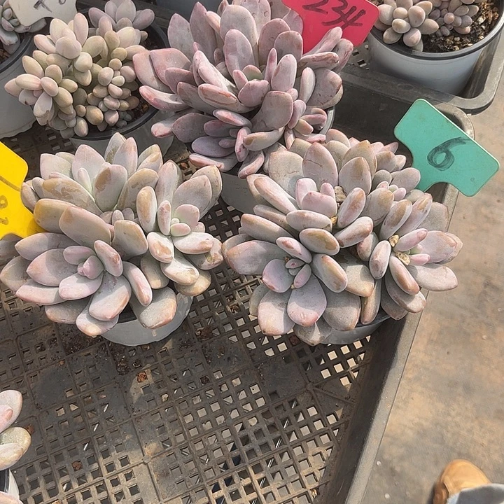 小***間两单包邮，一物一拍234,167,6