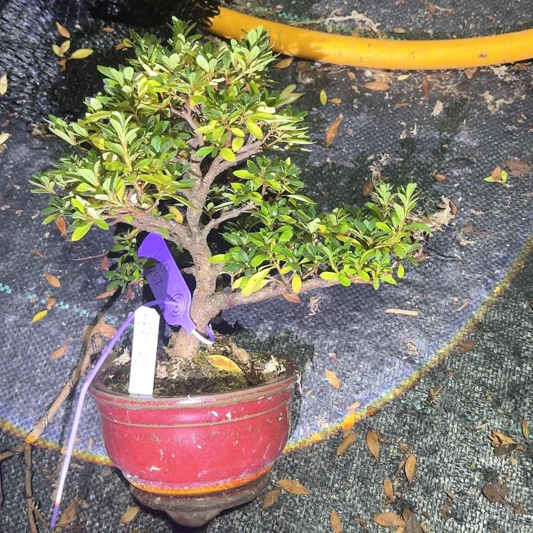 无花朵日本进口杜鹃小太郎