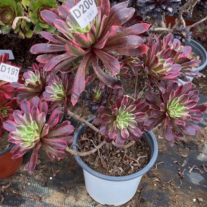 200粉墨多肉法师不包断枝