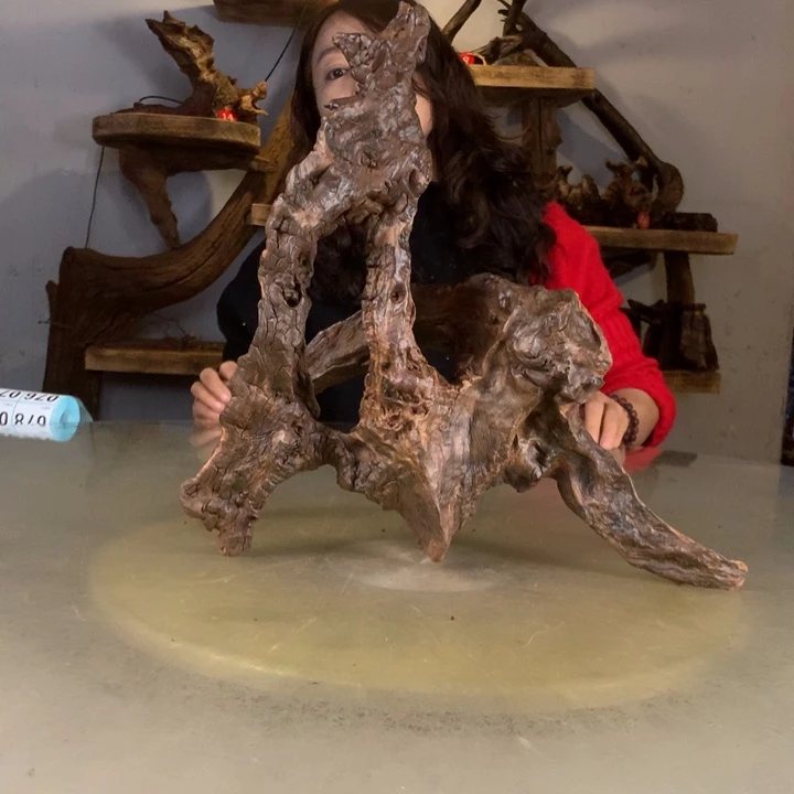 含***的天然的云南紫柚木会黄水