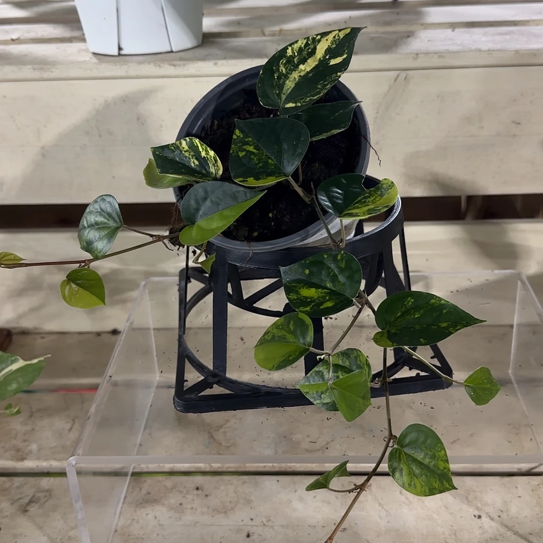 无花朵黄锦胡椒黄锦