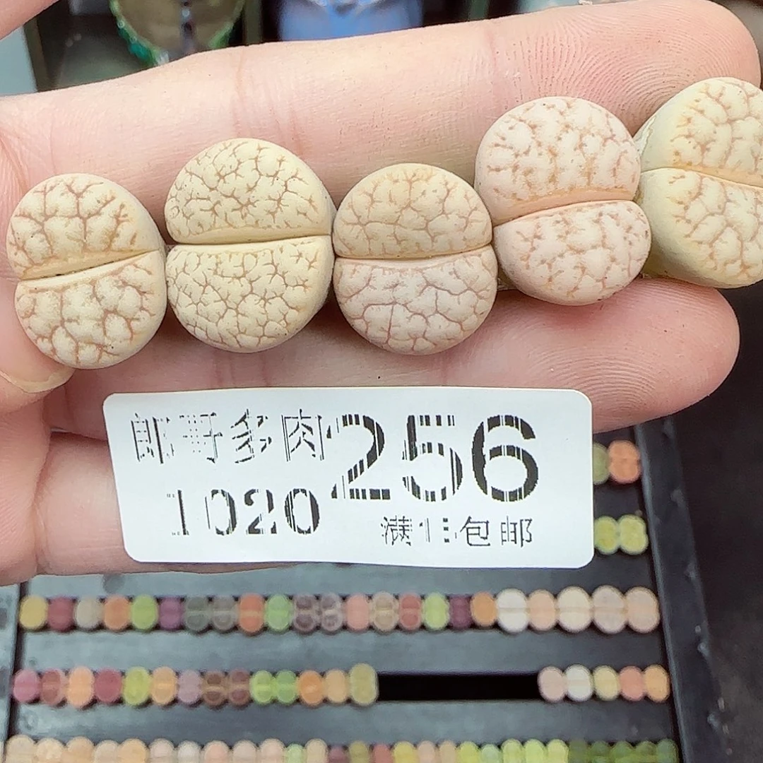 满满18包邮1020-256