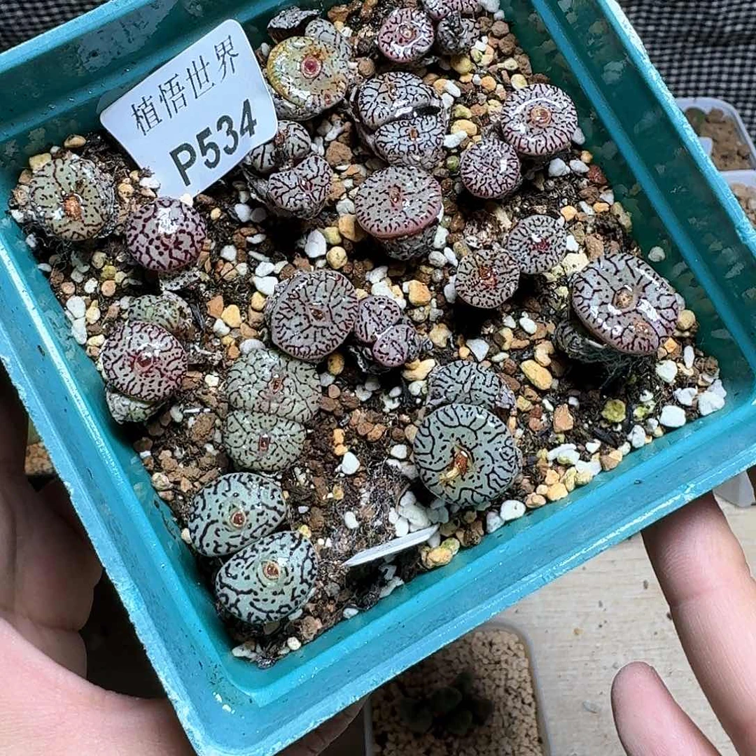 534盒多肉植物哇f g