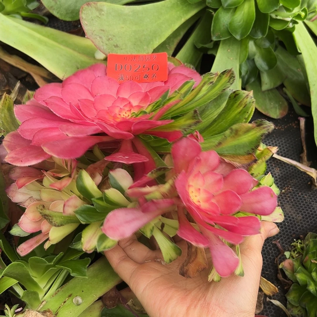 0250多肉植物知否无根