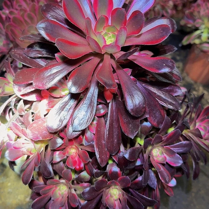 精品香奈儿大颗亏本福利