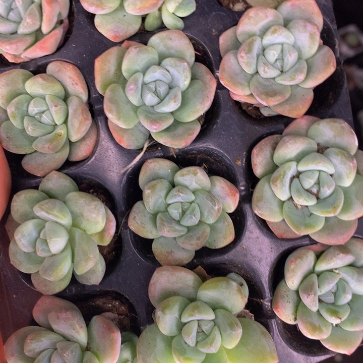 冰玉5颗  小（满9.99包邮不满9.99发叶子）