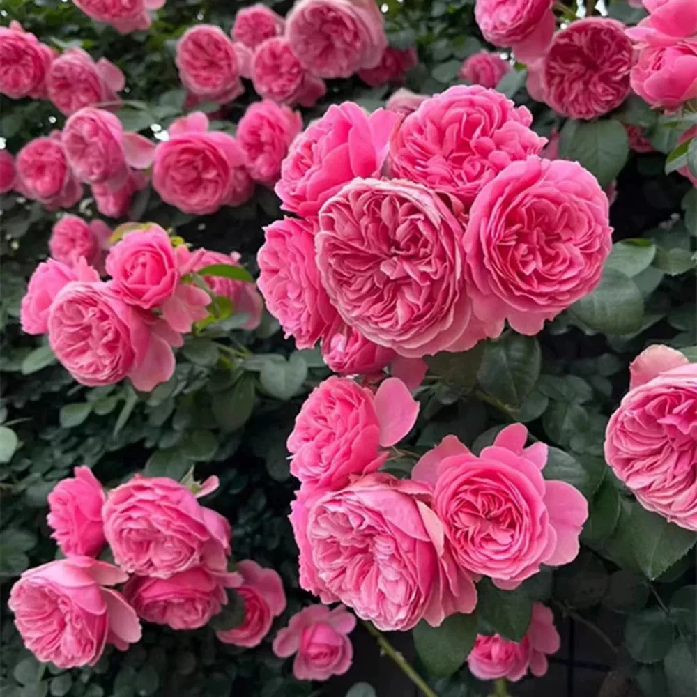 粉色达芬奇月季藤本花卉蔷薇花苗带花苞多季开花大苗拱门栅栏爬藤