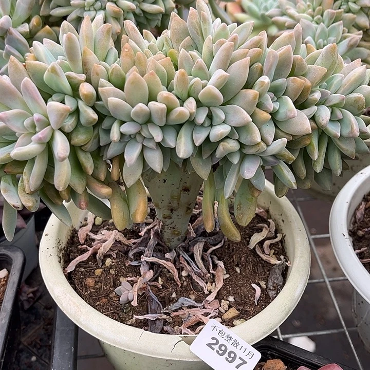 阿雅园艺。           2996淡雪缀