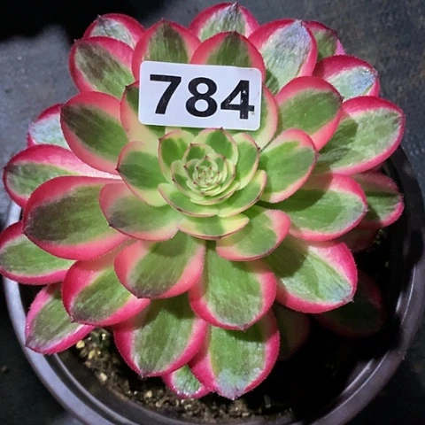 倾城784带土球发货