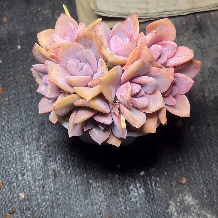 大***⌓多肉植物彩虹糖朵朵