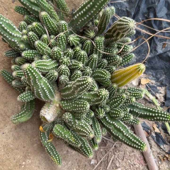 白檀仙人掌群生一群602