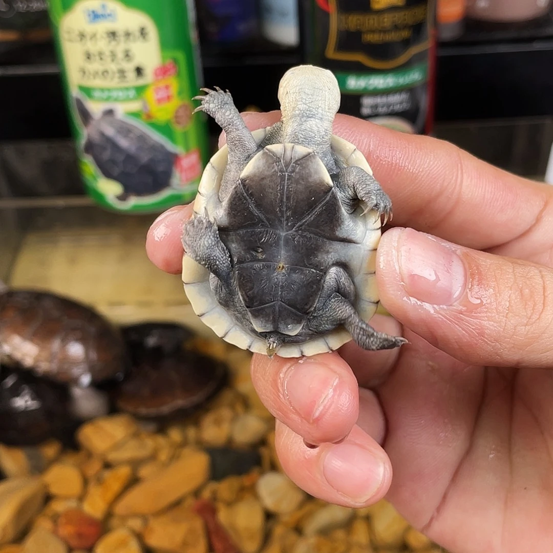 苦***年母绿毛龟下点点滴滴的订单