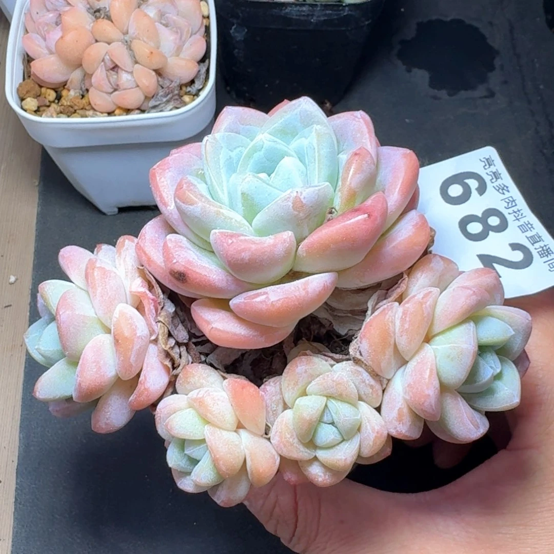飘枝冰玉         多肉植物