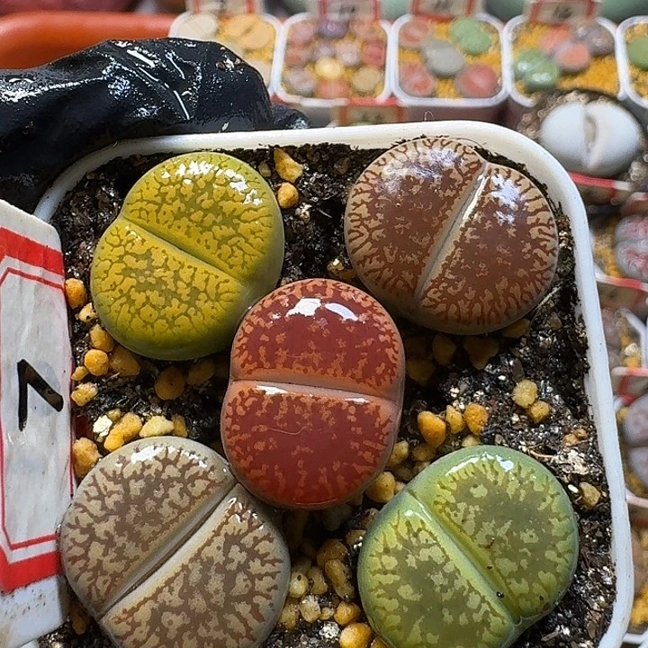 生石花2:：：，星。  56号