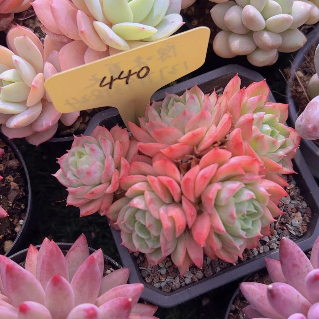 香玉的故事是一个人的