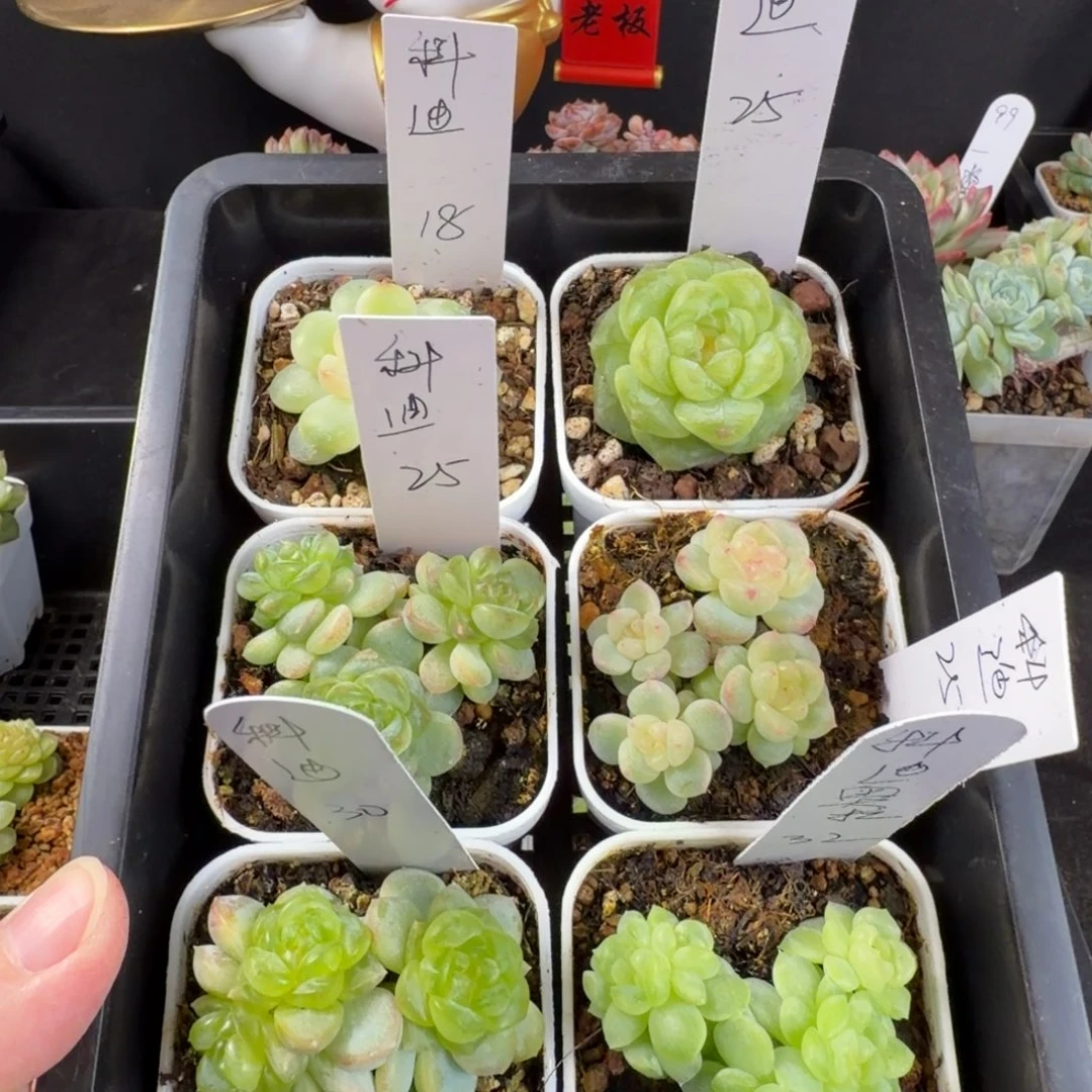 科***拉科迪六颗一组包邮