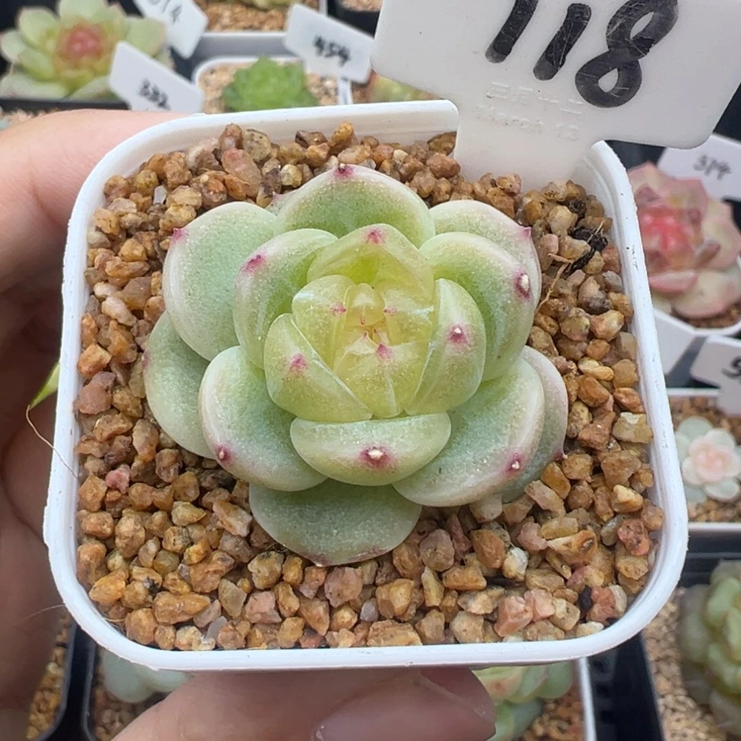 118号财富密码c8 晗雨