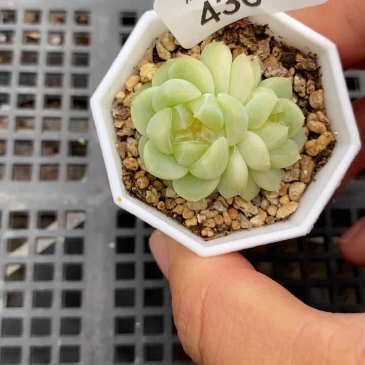 标438现金财富一个多肉