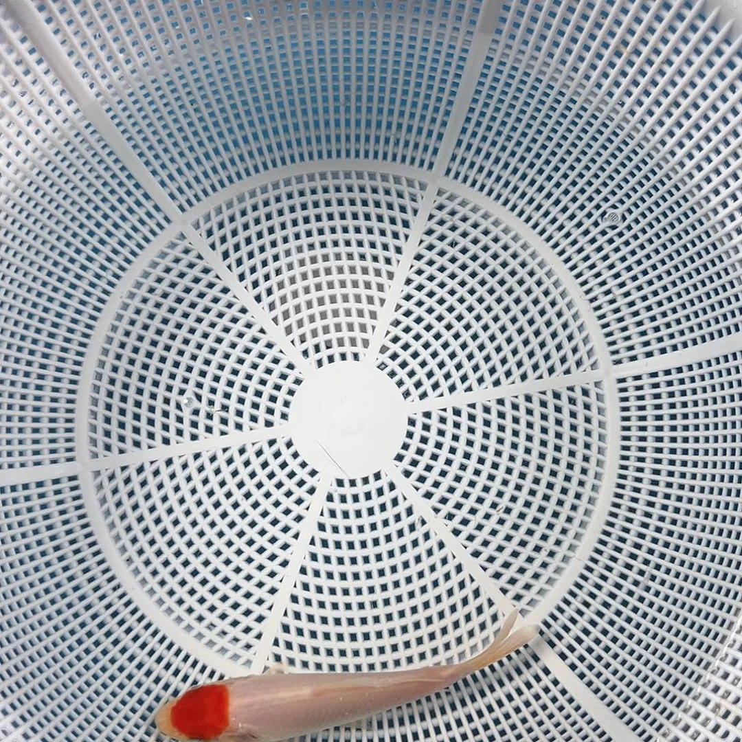 锦鲤鑫泓锦鲤养殖基地