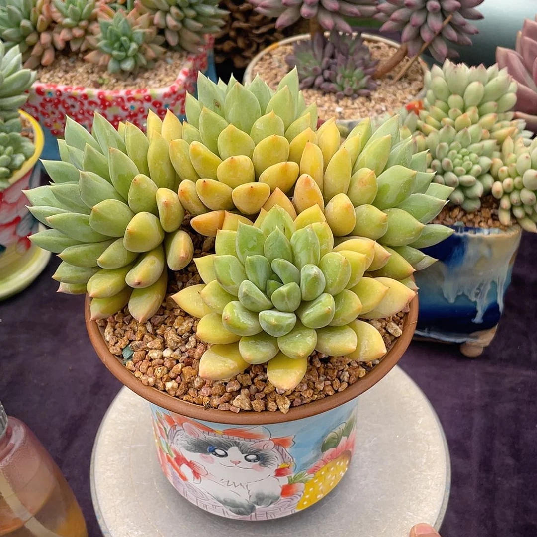 多肉植物脱土包邮