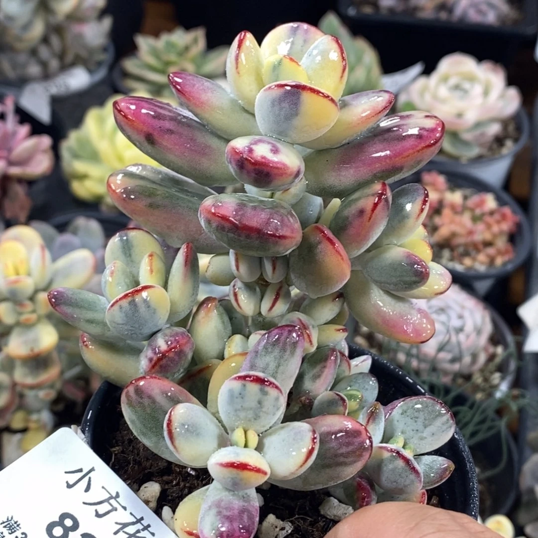 824福娘锦无砍群生