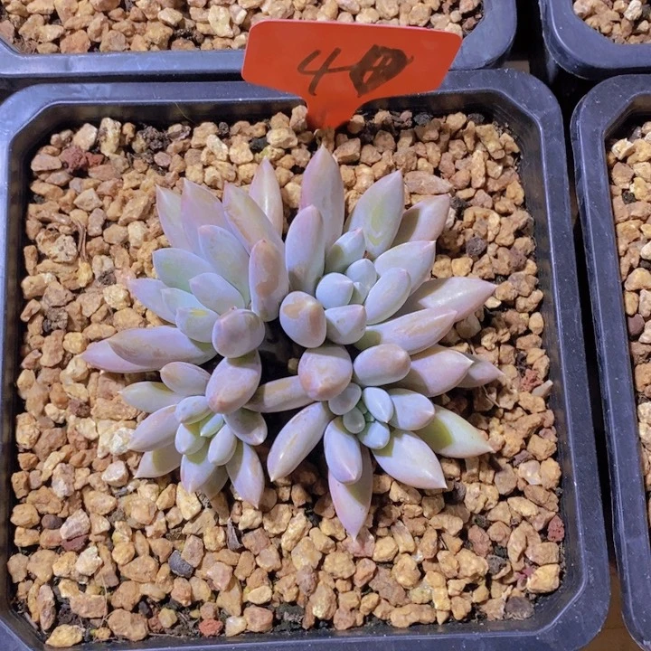 这么好啊你怎么知道