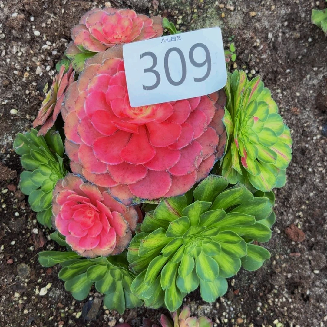 309多肉植物知否特价