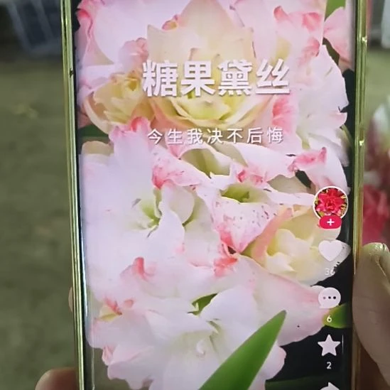 完全开放糖果戴斯4-5来3颗