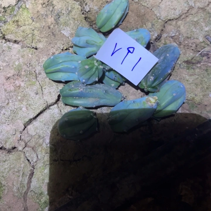 专****星V91龙神木侧芽一把1