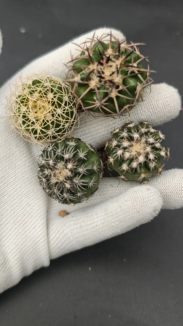 仙人球圆盘玉套餐4个球 实生2-3.5cm 可能带点瑕疵介意勿拍