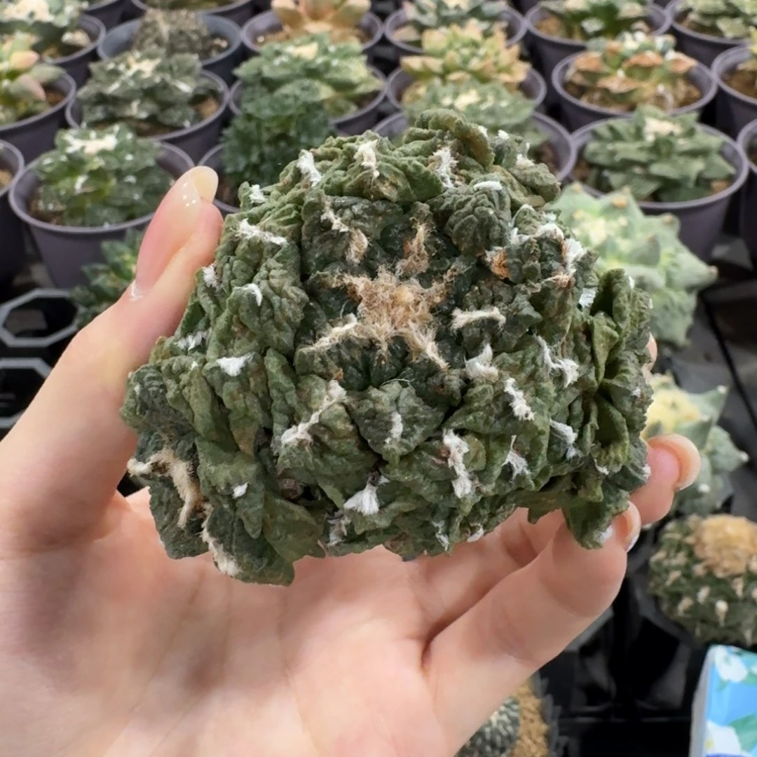 7.2cm龟甲连山群根芽