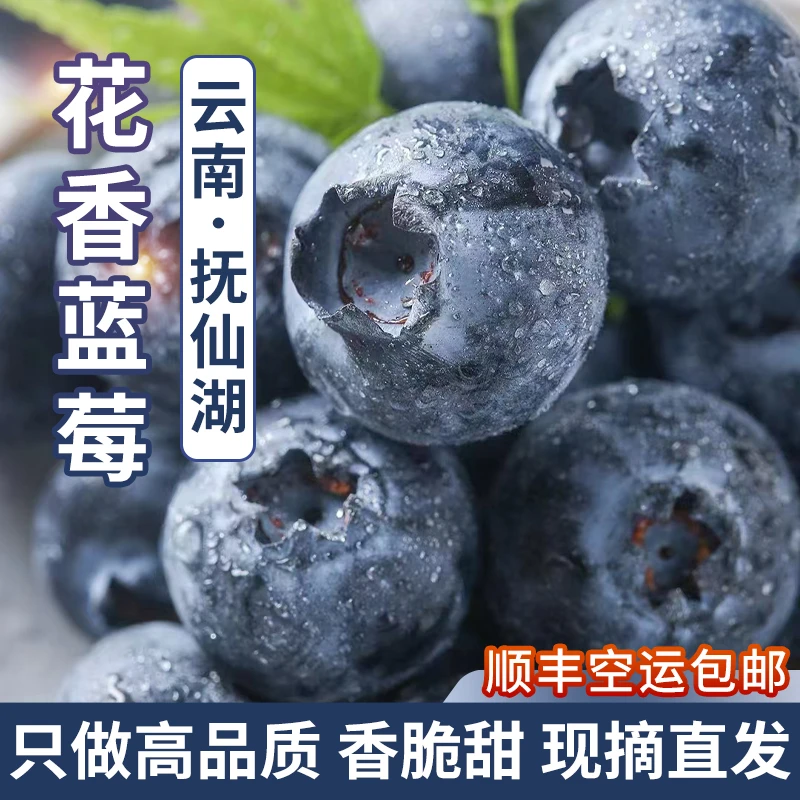 蛇年礼盒装22mm+高品质云南抚仙湖正宗花香蓝莓