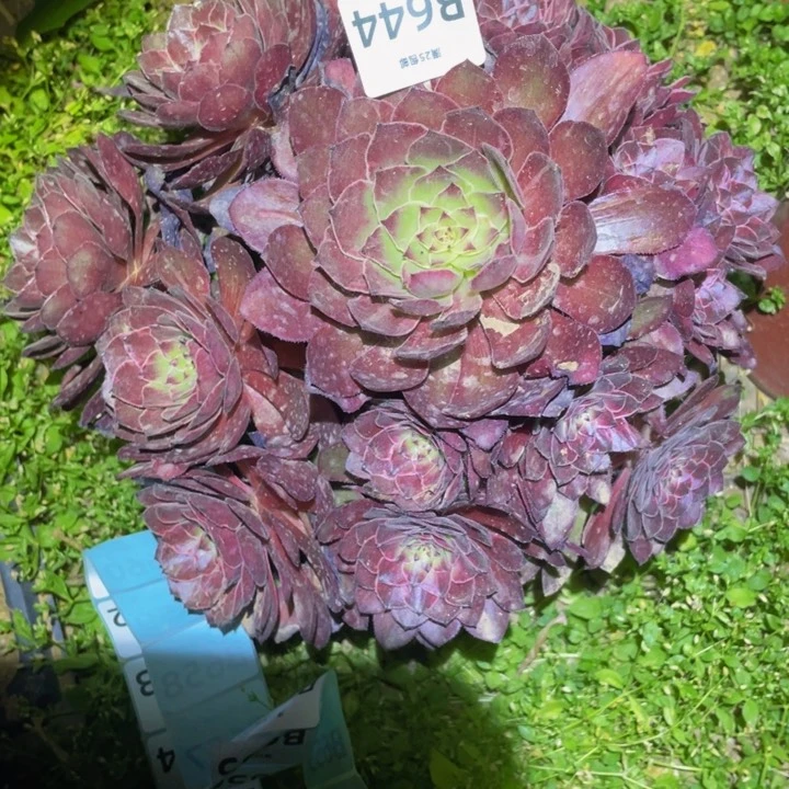 芳644万圣节红拉丝多肉植物