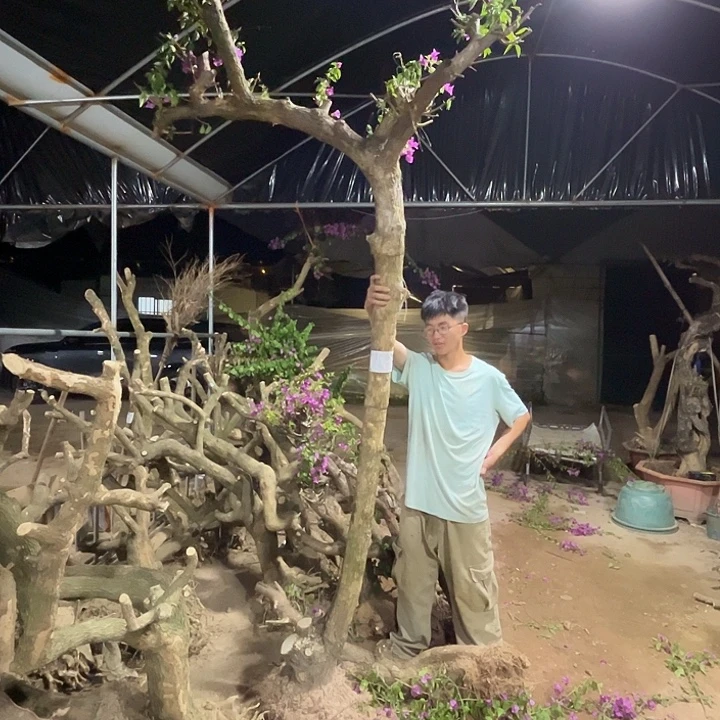 无花朵小叶子三角梅一物一拍1300