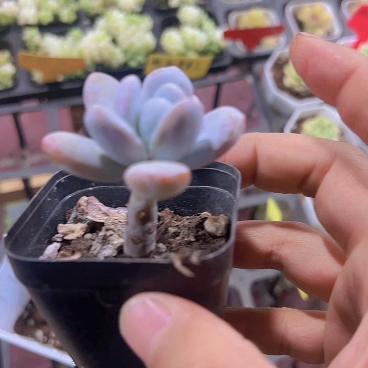彩虹雪美人精品多肉