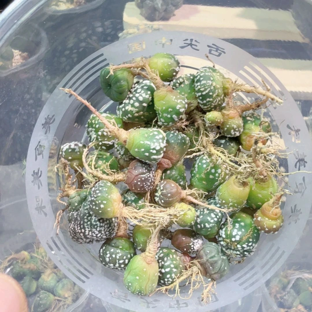 岚****ˀ多肉植物多肉植物