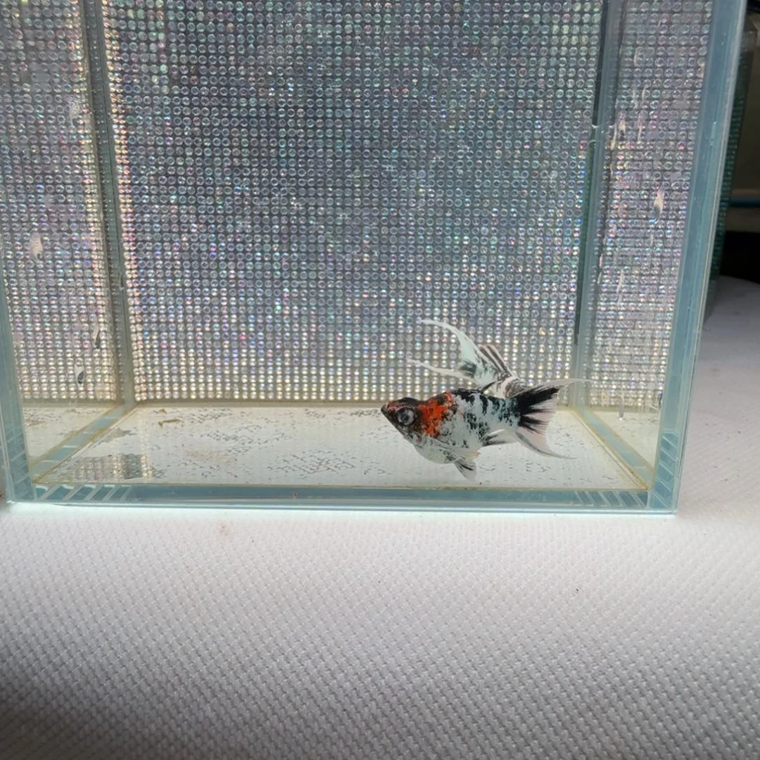 黑玛丽鱼19 越南橙头