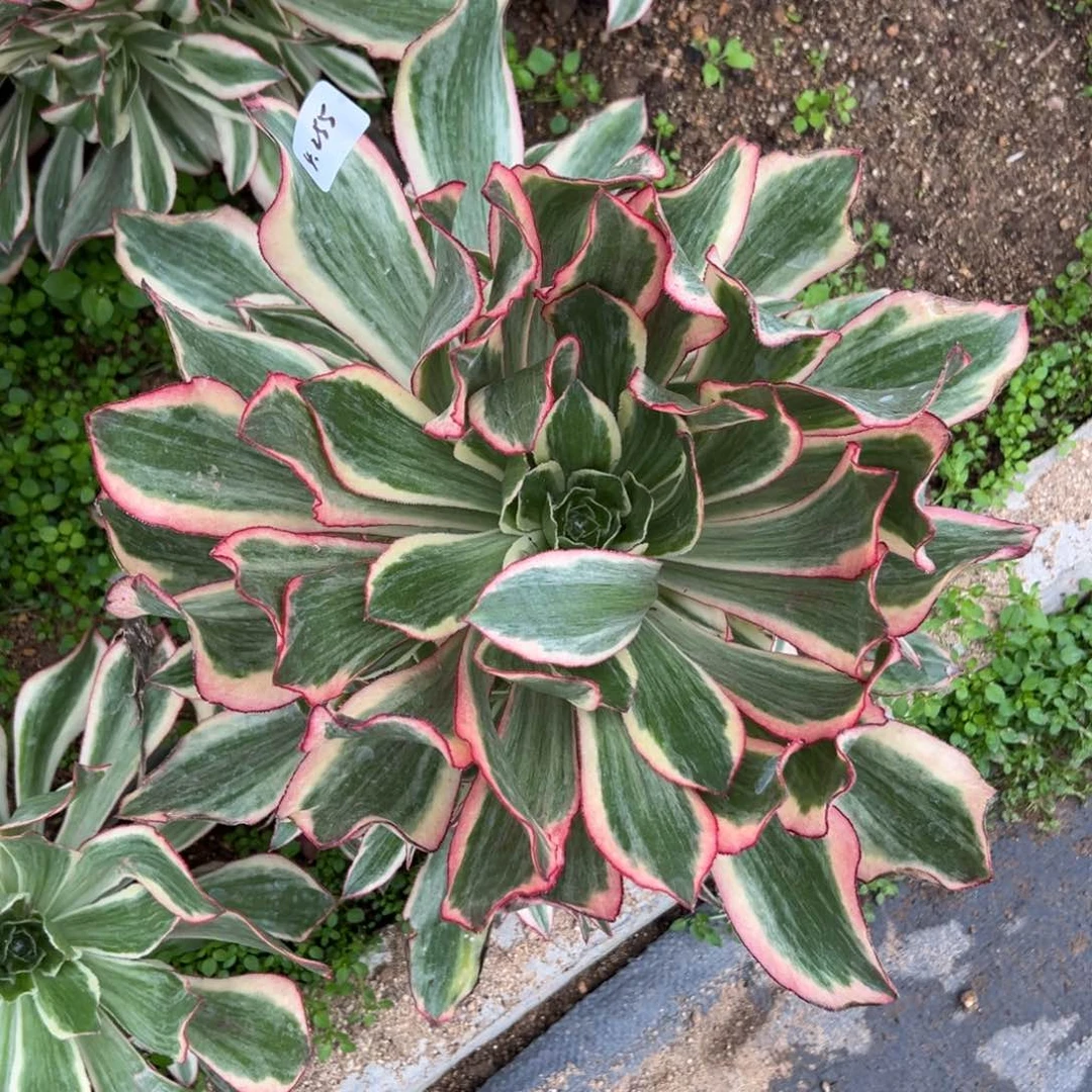 文*255魅影多肉植物一