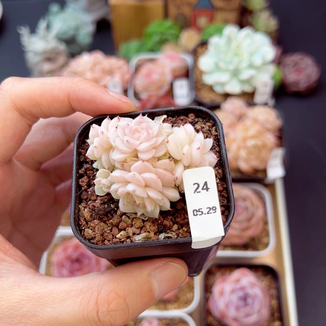 山***平甜言24、哈哈哈哈