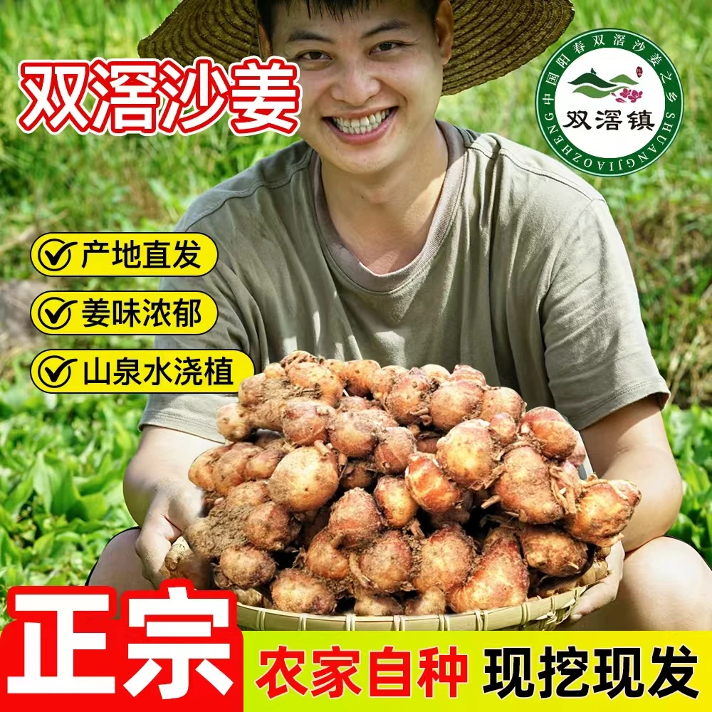 双滘沙姜新鲜包邮山奈白切鸡椰子鸡调料配料蘸料调味现挖广东特产