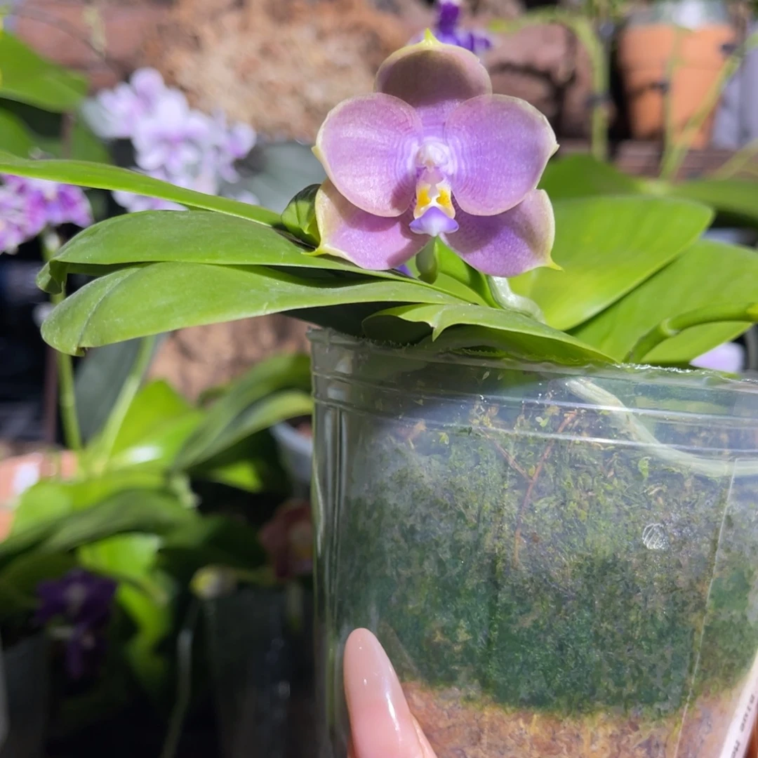 完全开放大树216蝴蝶兰