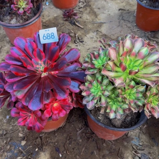 小***咪法师2棵一物一拍688