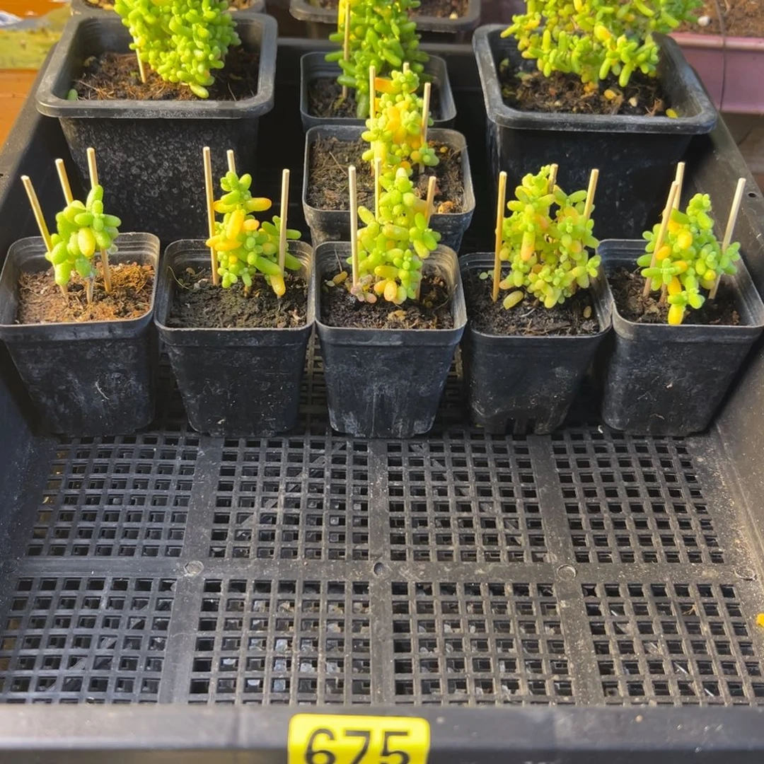 枝干番杏一筐九棵675