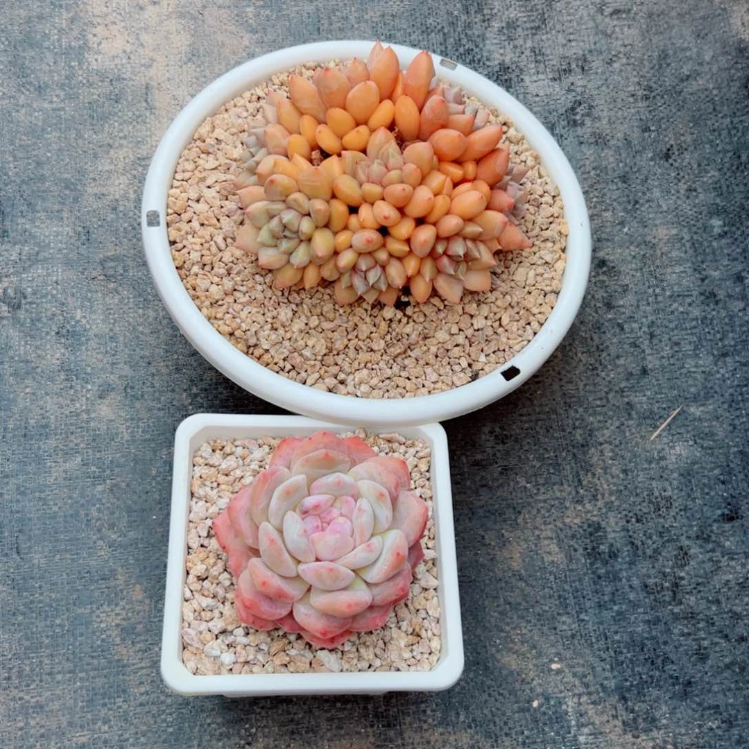 路*多肉植物多肉植物