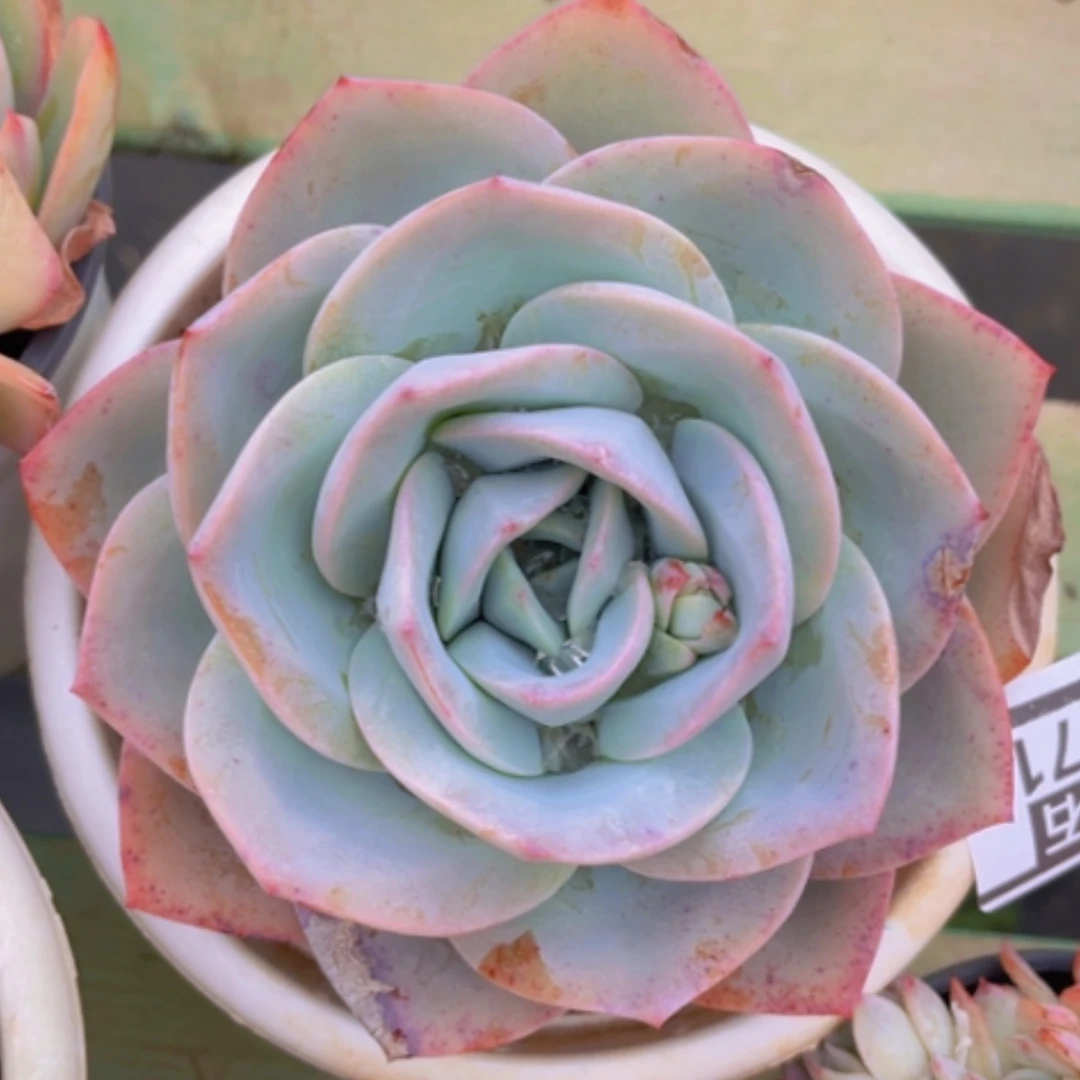 【闪购商品】布鲁蓝0371