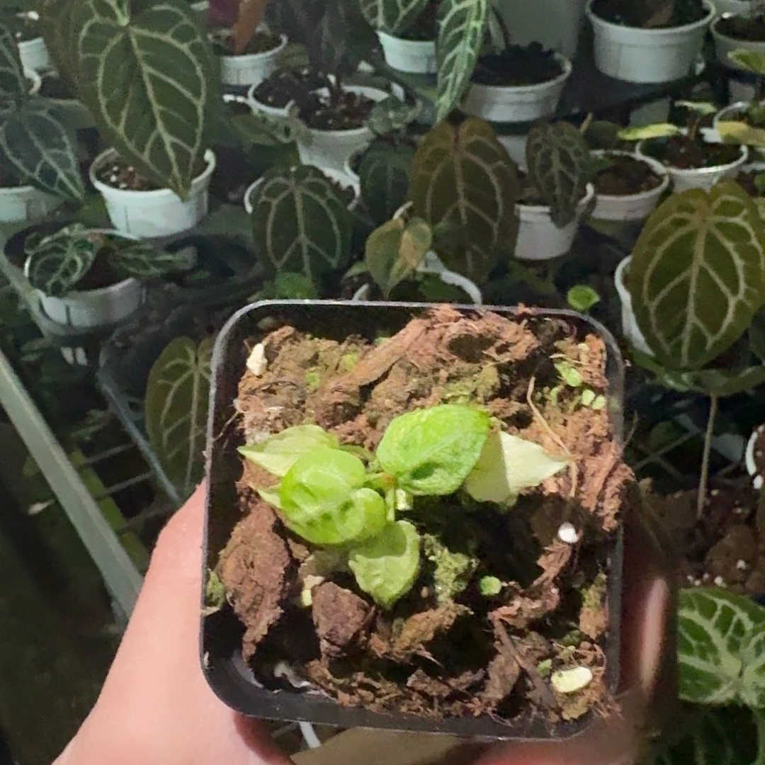 大部分花苞少量开放H363薄荷全锦