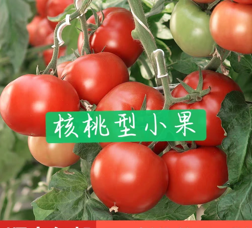 ［核桃果］宝宝果宁夏莲湖小番茄西红柿酸甜多汁产地直发普罗旺斯