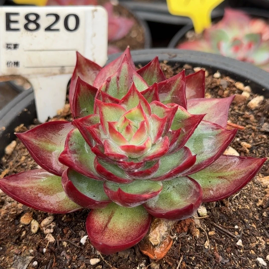 惊鸿一物一拍包装收缩花旱820