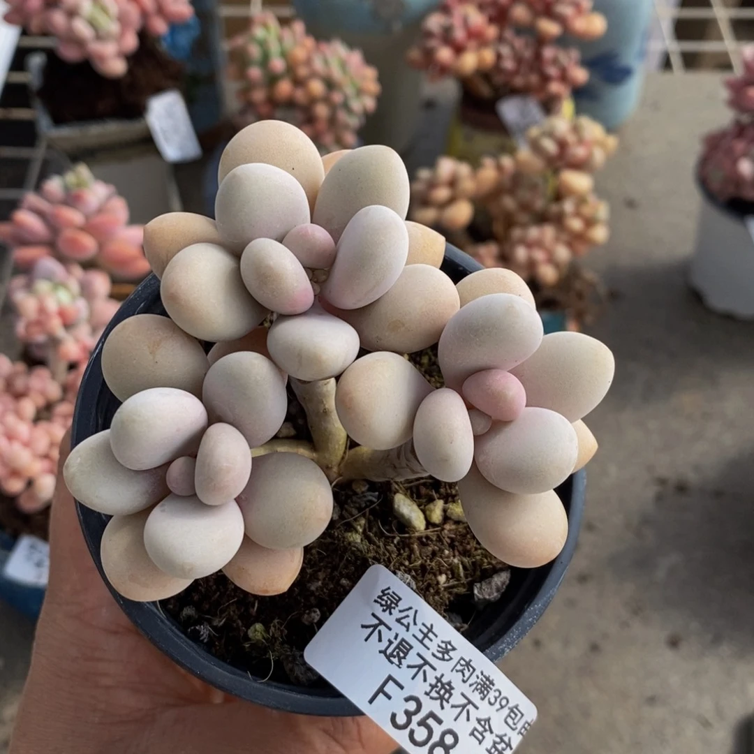 糖果桃蛋358:7c m